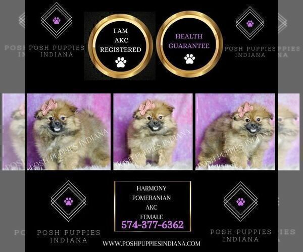 Medium Photo #2 Pomeranian Puppy For Sale in WARSAW, IN, USA