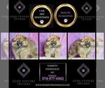 Small #1 Pomeranian