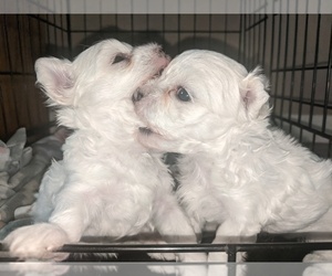 Maltese Puppy for sale in BEATRICE, NE, USA