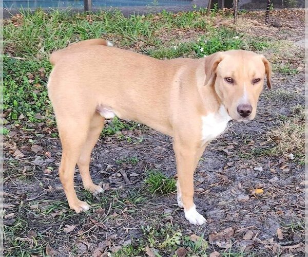 Medium Photo #3 Labrador Retriever-Unknown Mix Puppy For Sale in Tampa, FL, USA