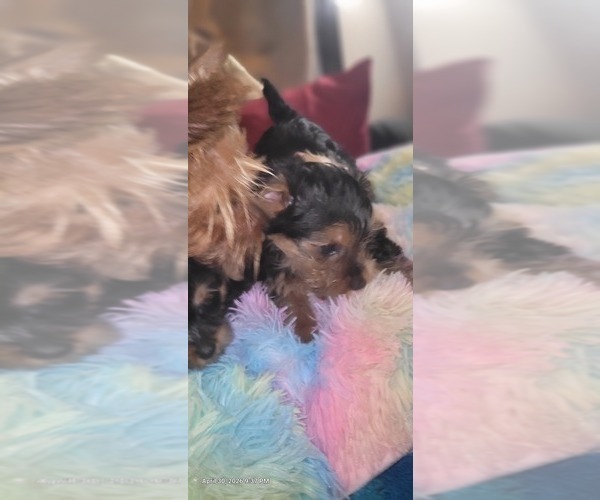 Medium Photo #202 Yorkshire Terrier Puppy For Sale in AKRON, OH, USA