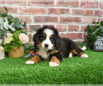 Small #2 Bernese Mountain Dog