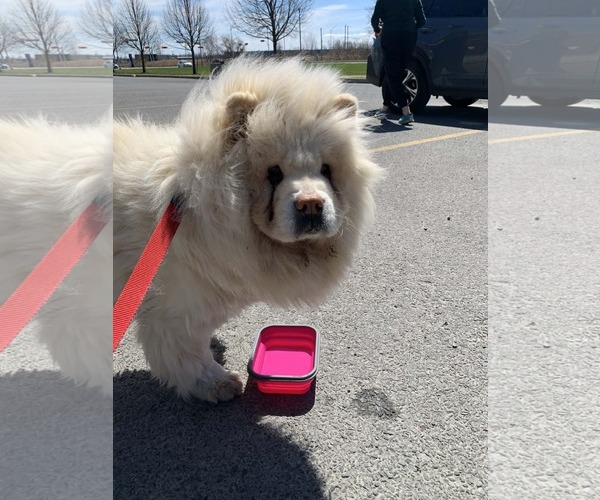Medium Photo #2 Chow Chow Puppy For Sale in Prescott, Ontario, Canada