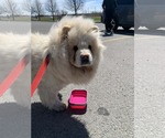 Small #1 Chow Chow