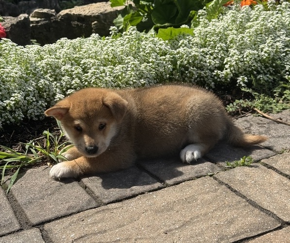 Medium Photo #4 Shiba Inu Puppy For Sale in CANOGA, NY, USA