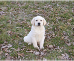 Small #12 Labrador Retriever