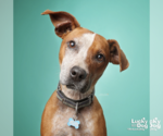 Small #11 Red Heeler Mix