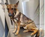 Small #1 German Shepherd Dog