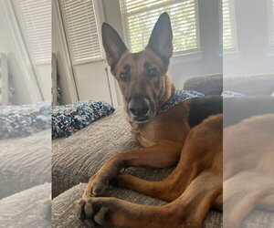 Doc Holiday - Male German Shepherd Dog Dog for Adoption - Photo #3