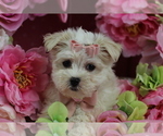 Small #4 Maltese
