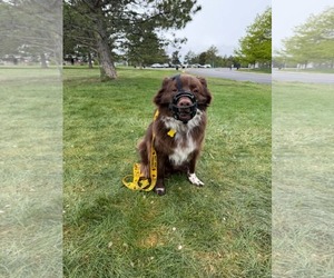Jazzper - Male Mutt Dog for Adoption - Photo #16