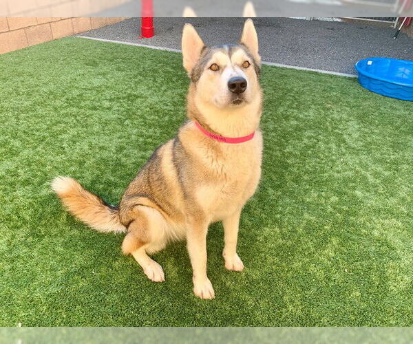 Medium Photo #2 Siberian Husky-Unknown Mix Puppy For Sale in Moreno Valley, CA, USA