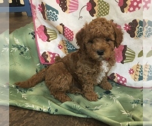 Poodle (Toy) Puppy for sale in WARREN CENTER, PA, USA