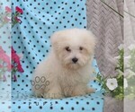 Small Maltese