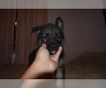 Small Photo #4 Alaskan Malamute-German Shepherd Dog Mix Puppy For Sale in WHITE CITY, OR, USA