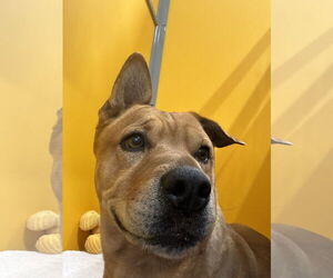 Chinese Shar-Pei-Unknown Mix Dogs for adoption in Chandler, AZ, USA