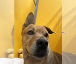Small Chinese Shar-Pei Mix