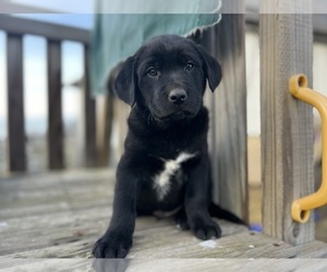 Golden Labrador Puppy for sale in CONVERSE, IN, USA