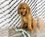 Small #2 Golden Retriever