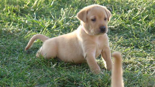 Medium Photo #1 Labrador Retriever Puppy For Sale in PARIS, MO, USA