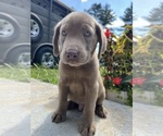 Small #1 Labrador Retriever