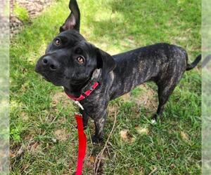 Mutt Dogs for adoption in Minneapolis, MN, USA