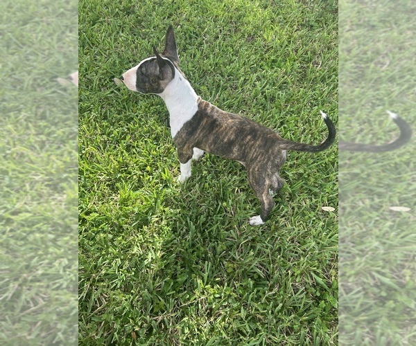 Medium Photo #5 Bull Terrier Puppy For Sale in LAND O LAKES, FL, USA