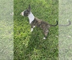 Litter of 4 - Male(s) and Female(s) Bull TerrierLitter of Puppies for Sale - Photo #5