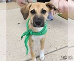 Small #2 Labrador Retriever Mix