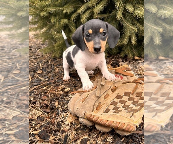 Medium Photo #3 Dachshund Puppy For Sale in MIDDLEBURY, IN, USA