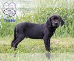 Small #3 Labrador Retriever Mix