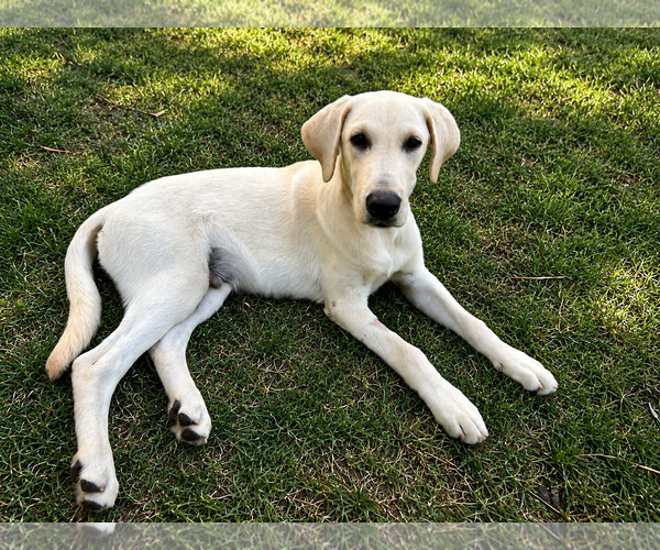 Medium Photo #3 Labrador Retriever Puppy For Sale in Clovis, CA, USA