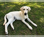 Small #2 Labrador Retriever