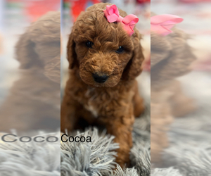 Goldendoodle Puppy for sale in SACRAMENTO, CA, USA