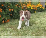 Puppy Chip Border Collie-Bordoodle Mix