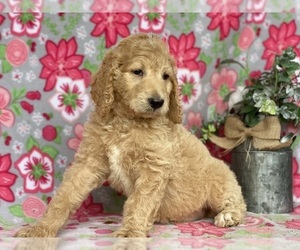 Goldendoodle Puppy for sale in LANCASTER, PA, USA
