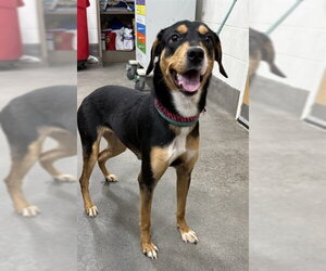 Labrottie Dogs for adoption in Forestville, MD, USA