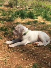 Dogo Argentino Puppy for sale in BROAD RUN, VA, USA