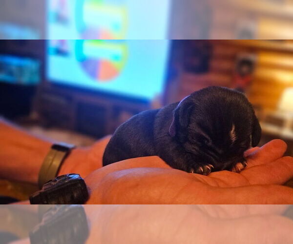 Medium Photo #3 Doxle Puppy For Sale in Aurora, IN, USA