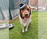 Small #1 German Shorthaired Lab