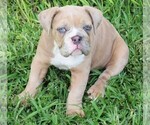 Small Photo #1 Olde English Bulldogge Puppy For Sale in CORPUS CHRISTI, TX, USA