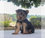 Small Photo #1 Yorkshire Terrier Puppy For Sale in GAP, PA, USA