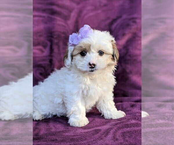 Medium Photo #3 Poodle (Miniature)-Shorkie Tzu Mix Puppy For Sale in CHRISTIANA, PA, USA