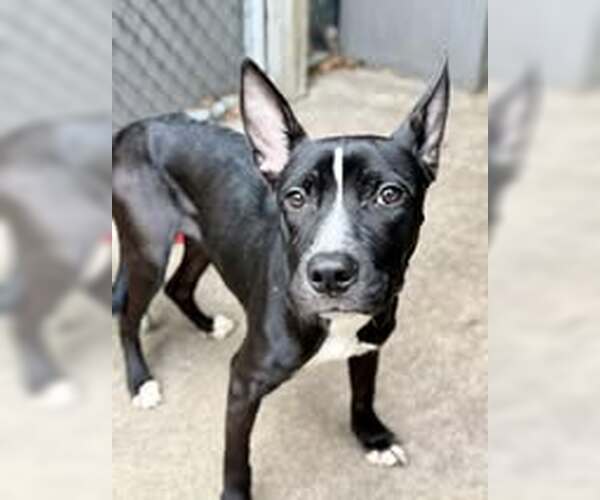 Medium Photo #11 American Pit Bull Terrier-Unknown Mix Puppy For Sale in Crete, IL, USA