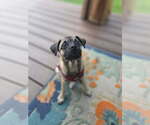 Small #2 Pug Mix