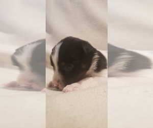 Rat Terrier-Shiba Inu Mix Puppy for sale in GOSHEN, IN, USA