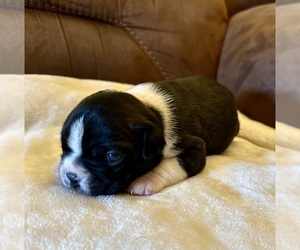 Boston Terrier Puppy for sale in WASHBURN, MO, USA