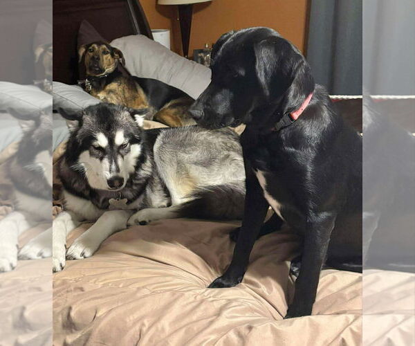 Medium Photo #3 Labrador Retriever Puppy For Sale in GILBERTS, IL, USA