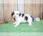 Image preview for Ad Listing. Nickname: Puppy 4