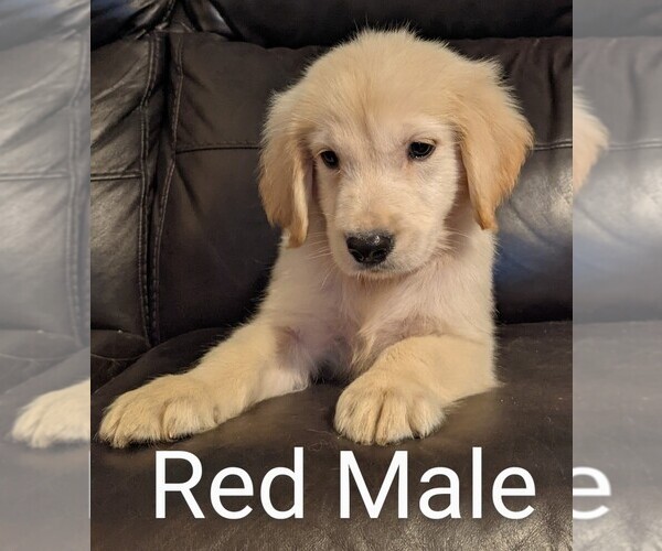 Medium Photo #4 Golden Retriever Puppy For Sale in DAVENPORT, FL, USA